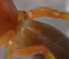 Dysdera crocata